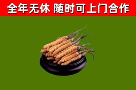 夏市回收冬虫夏草
