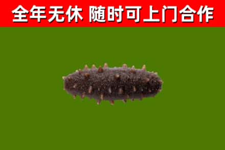 夏市回收海参干